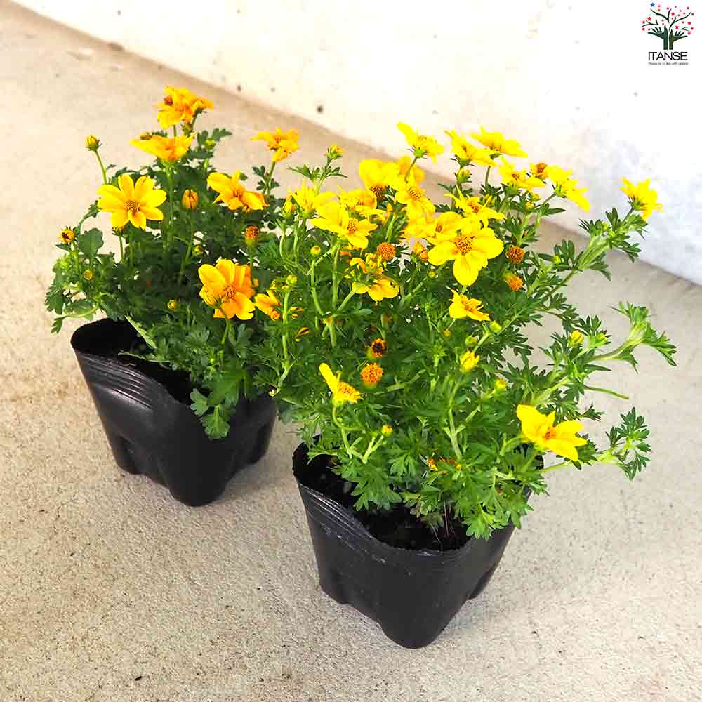 ビデンス ゴールデンフレンズ 2個～【一重】【花苗 10.5cmポット