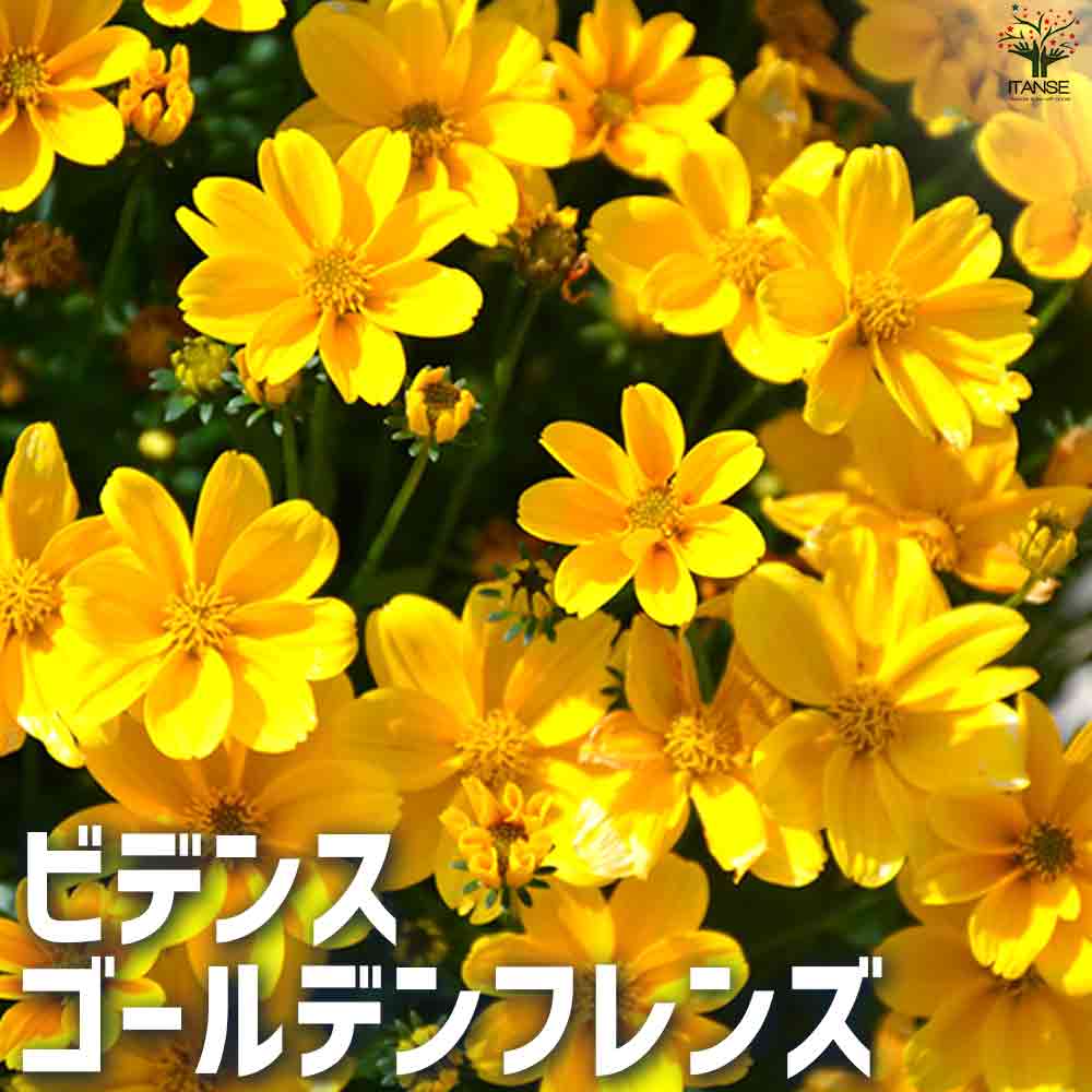 ビデンス ゴールデンフレンズ 2個～【一重】【花苗 10.5cmポット