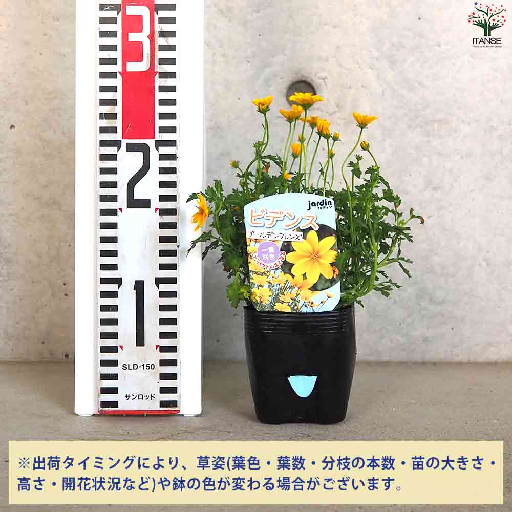 ビデンス イエローサンシャイン 2個～【半八重】【花苗 10.5cmポット