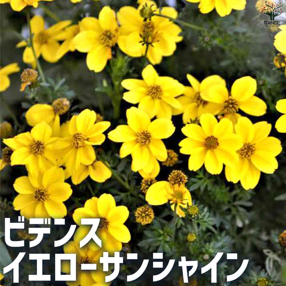 ビデンス イエローサンシャイン 2個～【半八重】【花苗 10.5cmポット