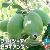 フェイジョア  トライアンフ 【庭木 6号ポット／1個売り】|植木・花木