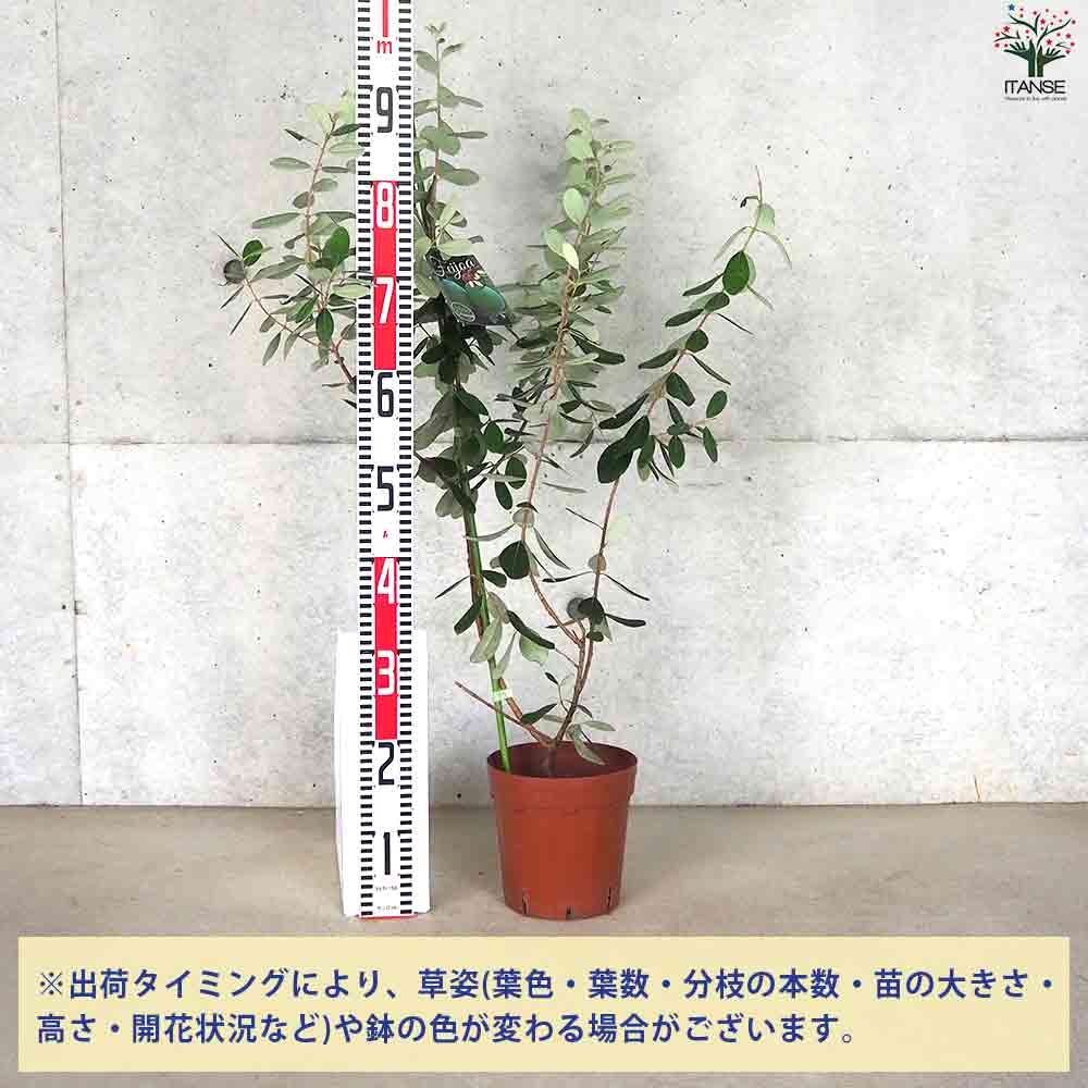 フェイジョア トライアンフ 【庭木 6号ポット／1個売り】｜ 【植物の