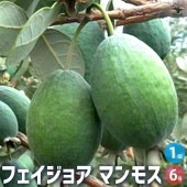 フェイジョア  マンモス 【庭木 6号ポット／1個売り】|植木・花木