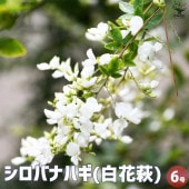 ハギ シロバナハギ 【花苗 6号鉢】|植木・花木