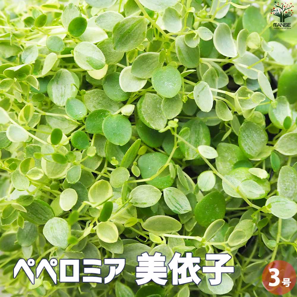 ペペロミア 美依子 【観葉植物 3号ポット】