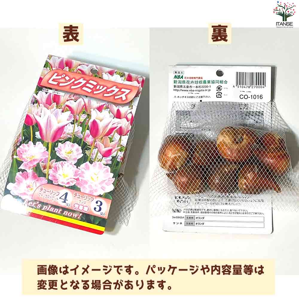 球根 チューリップ ピンクミックス 【花苗 7球／1個売り】｜ 【植物の