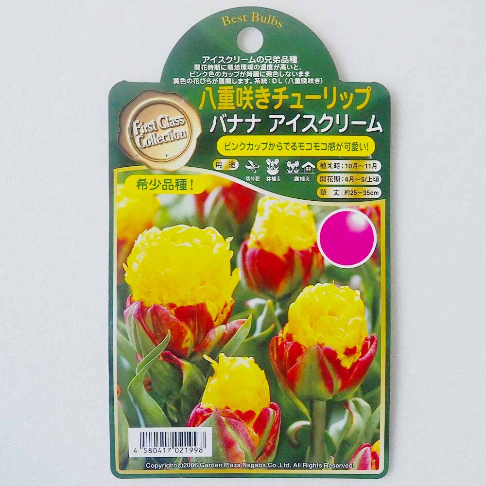 球根  八重咲きチューリップ バナナアイスクリーム 【花苗 2球 】