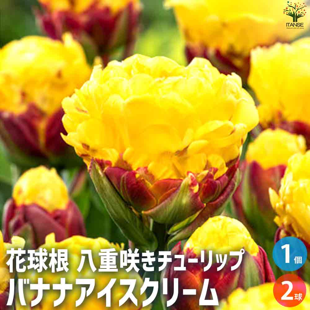 球根  八重咲きチューリップ バナナアイスクリーム 【花苗 2球／1個売り】