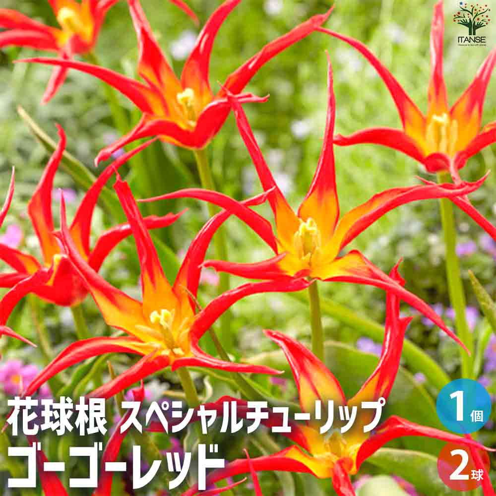 球根  スペシャルチューリップ ゴーゴーレッド 【花苗 2球／1個売り】