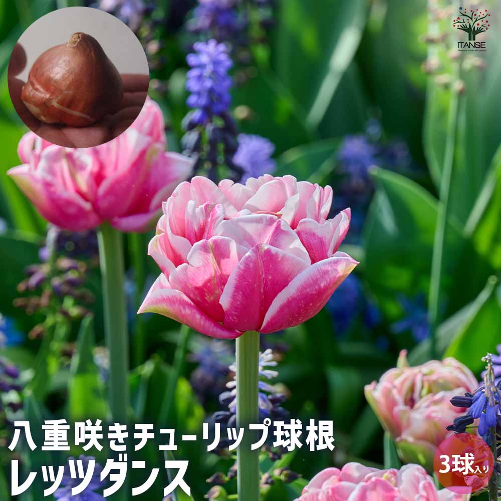 球根  八重咲きチューリップ レッツダンス 【花苗 3球／1個売り】