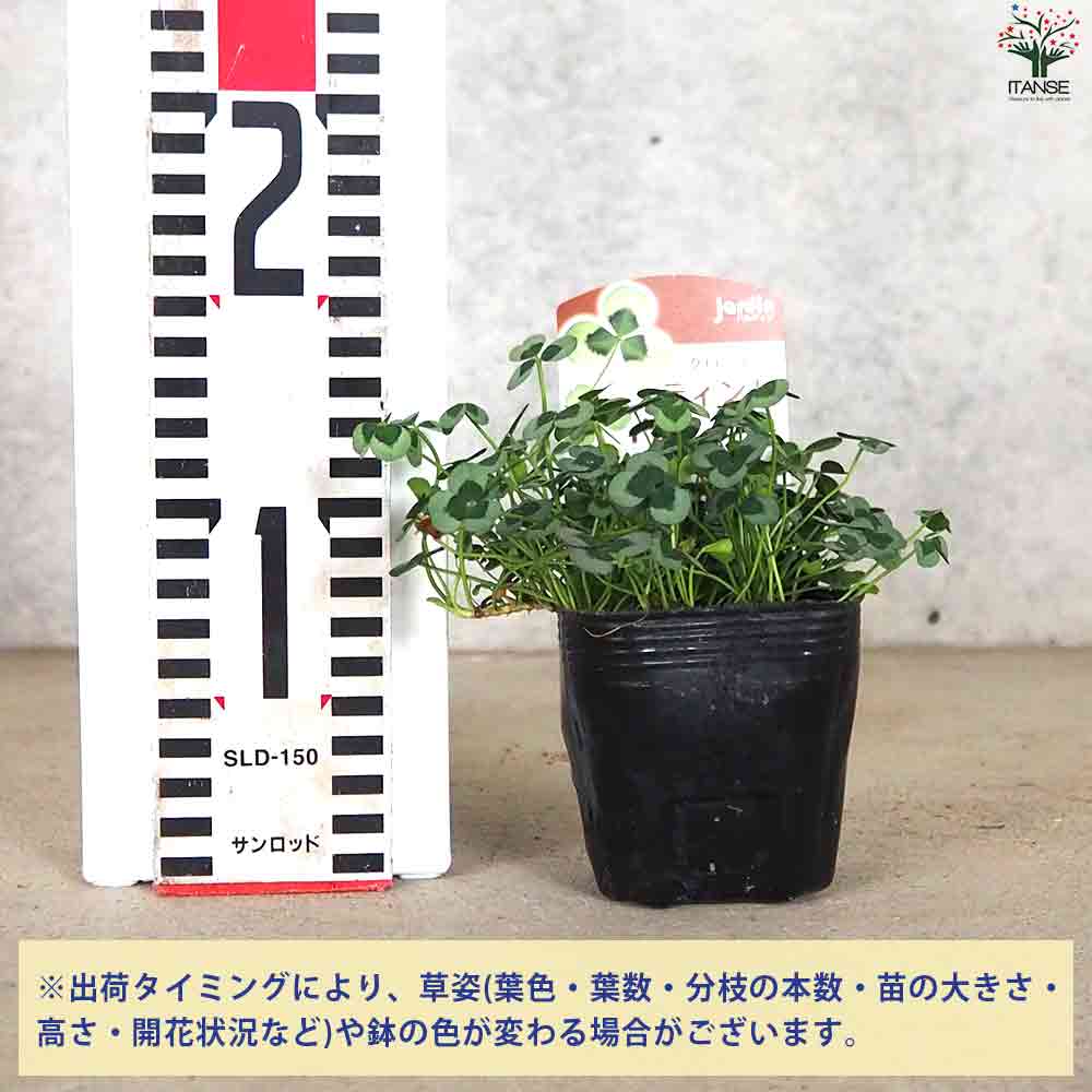 クローバー ティント ヴェール 2個～【花苗 9cmポット】｜ 【植物の 
