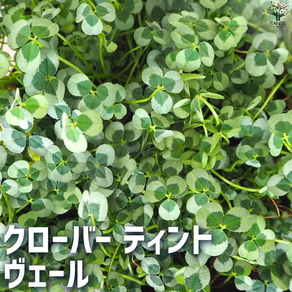 クローバー ティント  ヴェール 2個～【花苗 9cmポット】