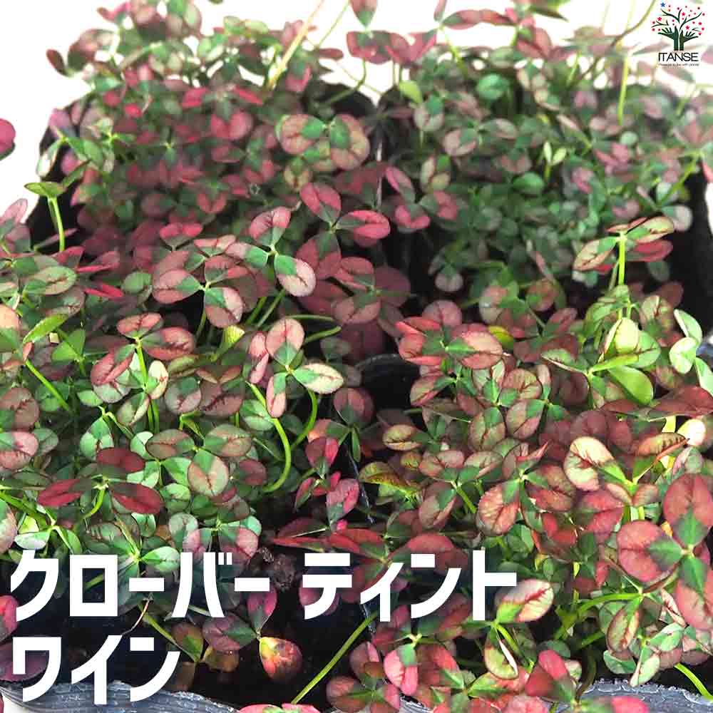 クローバー ティント  ワイン 2個～【花苗 9cmポット】