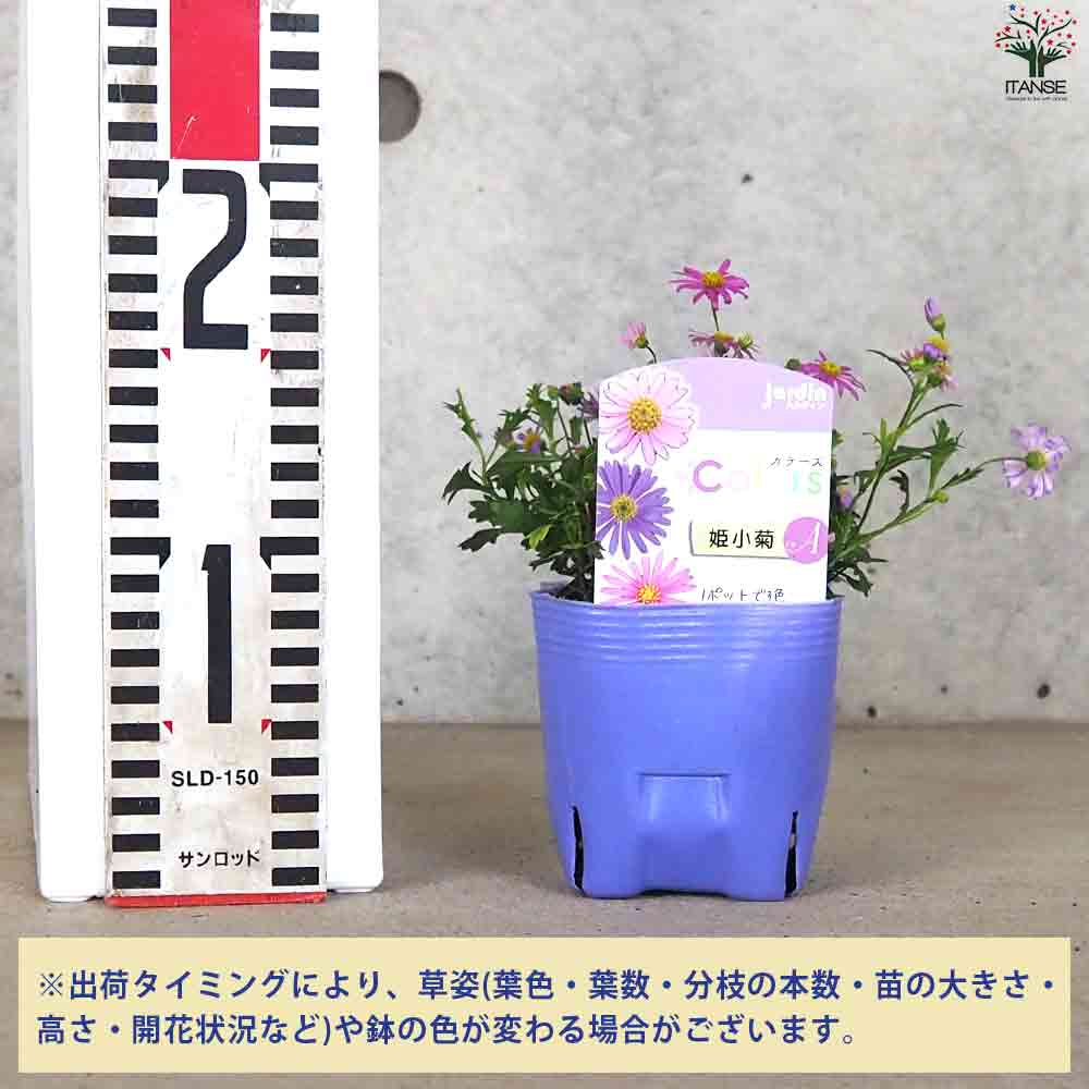 カラーズ 姫小菊 2個～【花苗 10.5cm】｜ 【植物のITANSE】全品