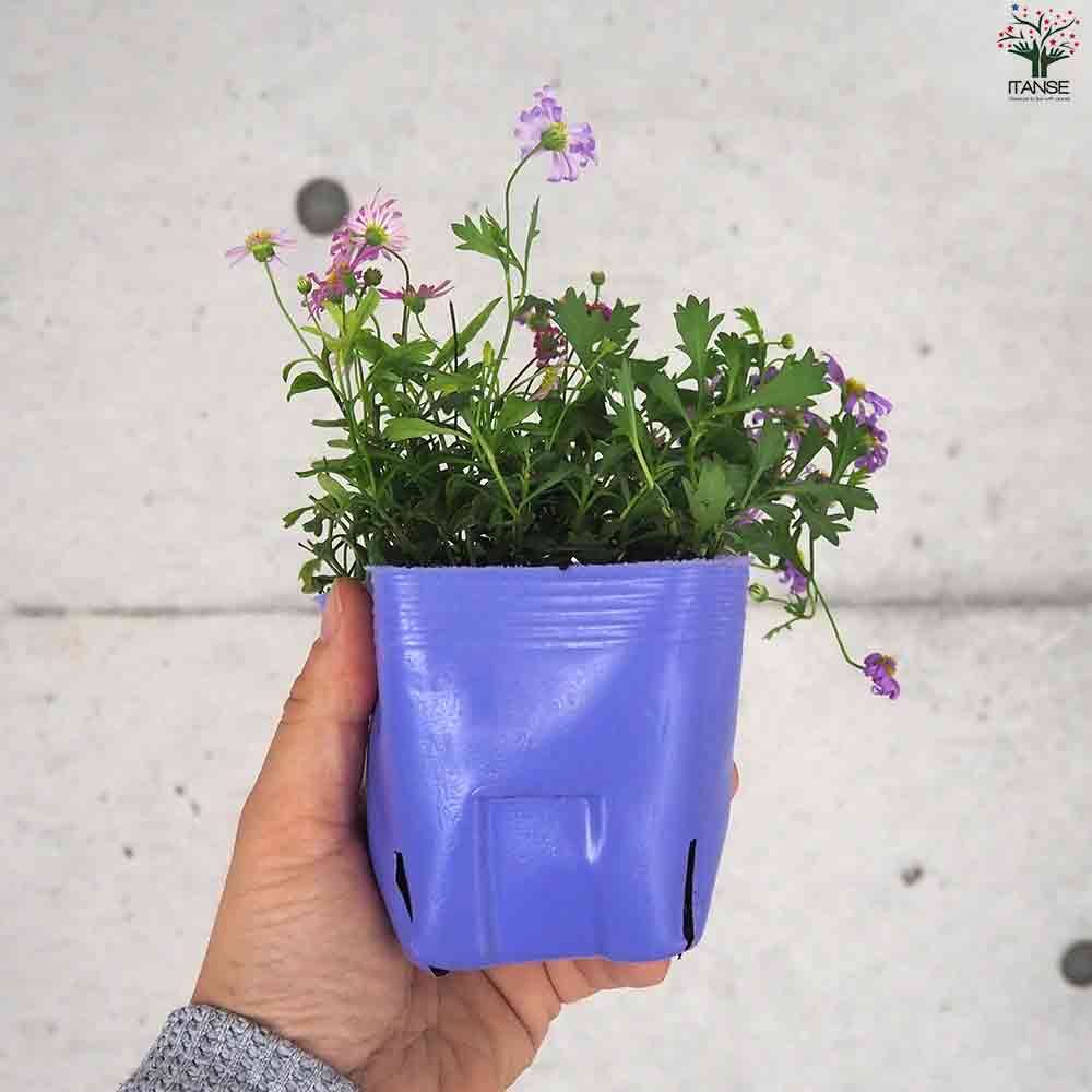 カラーズ 姫小菊 2個～【花苗 10.5cm】｜ 【植物のITANSE】全品
