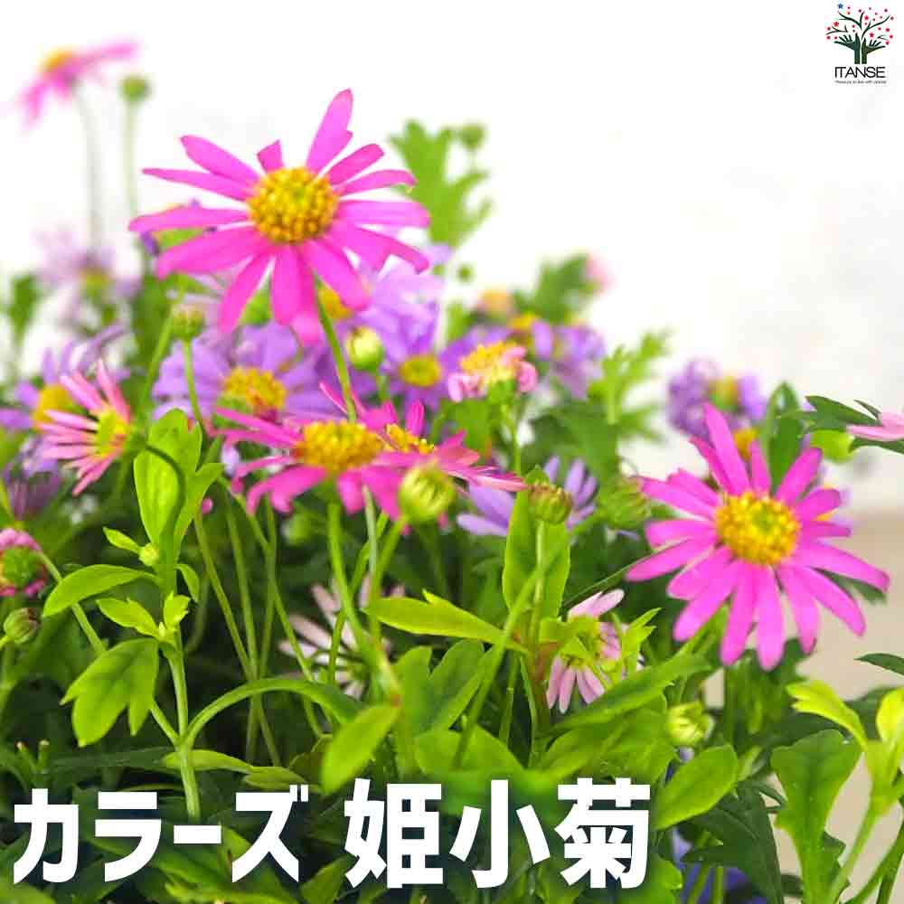 カラーズ  姫小菊 2個～【花苗 10.5cm】