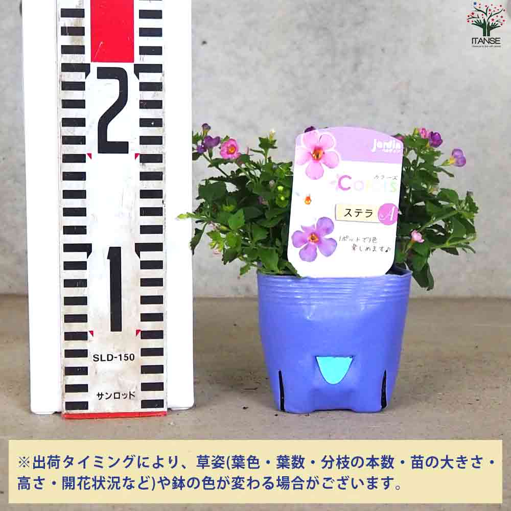 カラーズ ステラ 2個～【花苗 10.5cm】｜ 【植物のITANSE】全品