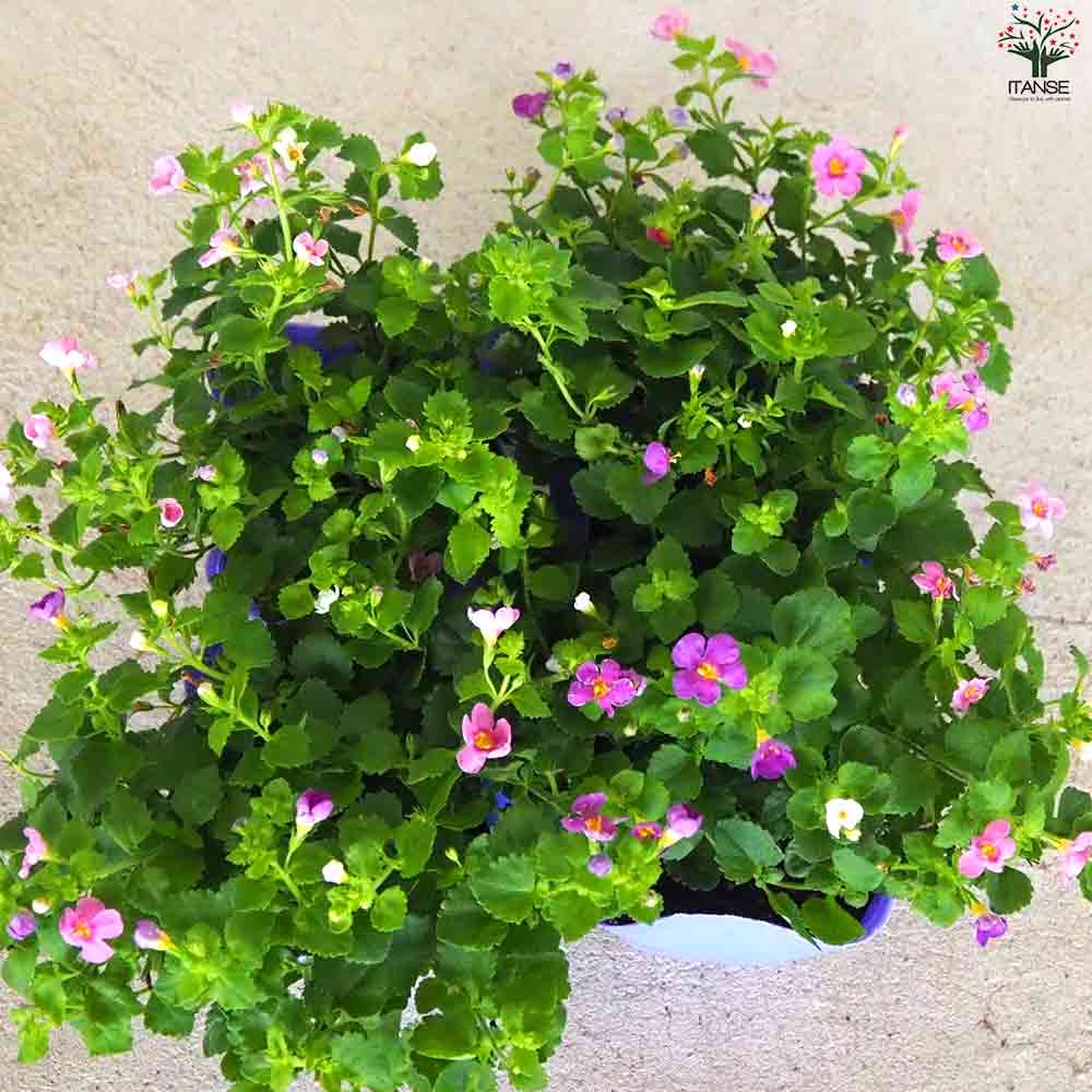 カラーズ ステラ 2個～【花苗 10.5cm】｜ 【植物のITANSE】全品