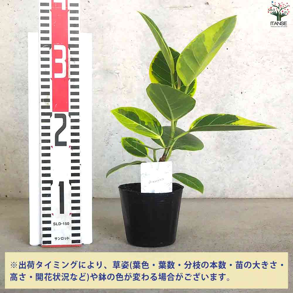 アルティシーマゴム 【観葉植物 3.5号ポット】｜ 【植物のITANSE