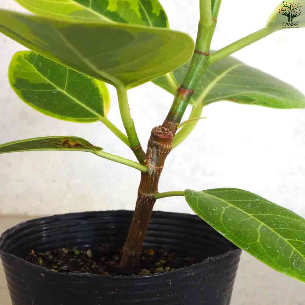 その他観葉植物 3104 観葉植物 幸せを呼ぶ ツピダンサス L 10号鉢 植物 10号 インテリア