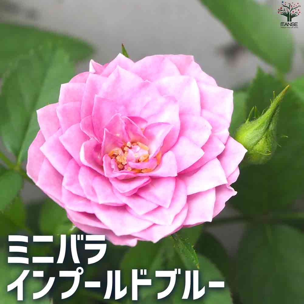 ミニバラ  インプールドブルー 【花苗 3.5号ポット】