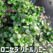 ロニセラ  リトルハニー 【庭木 3号ポット】|ロニセラ|カラーリーフ