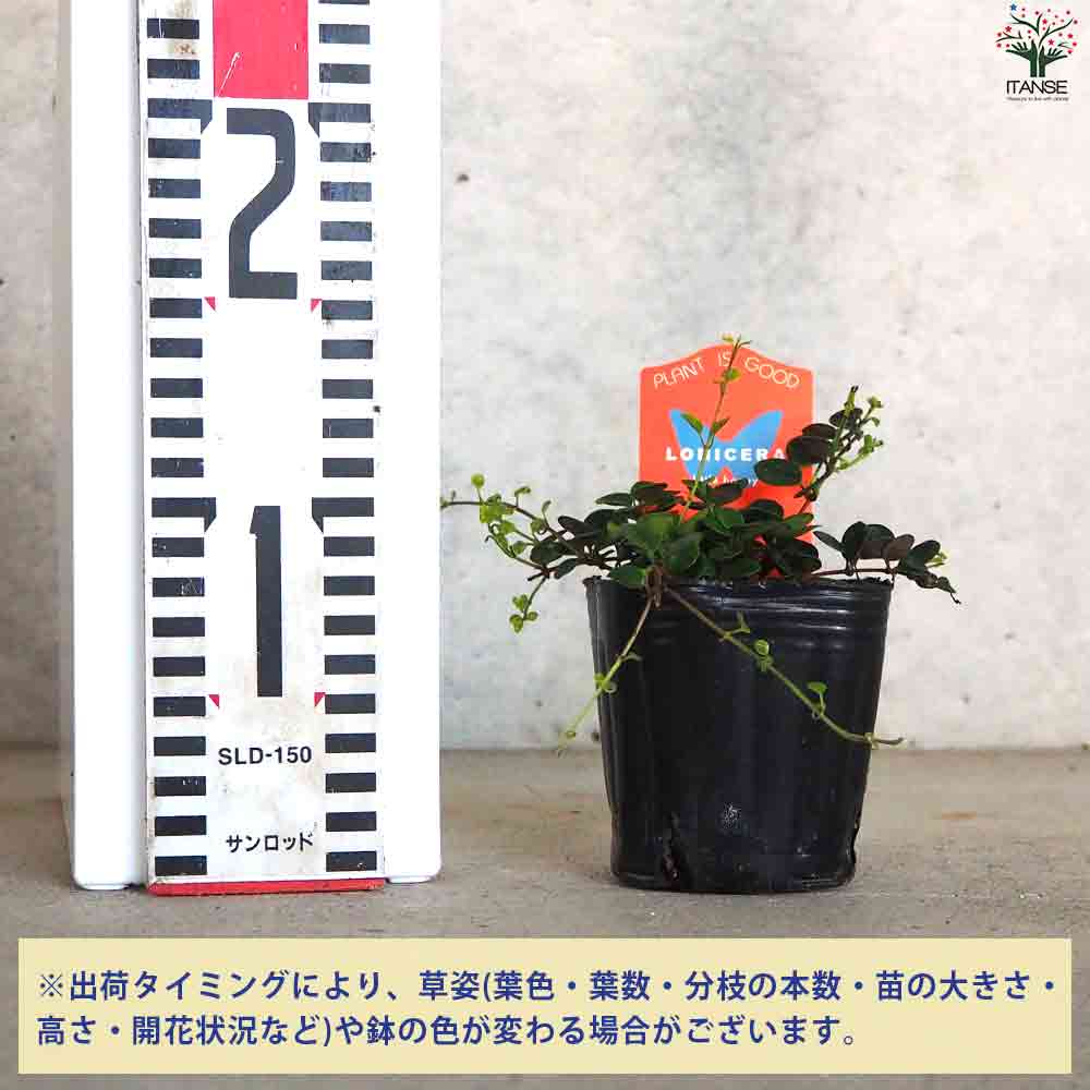 追加商品画像