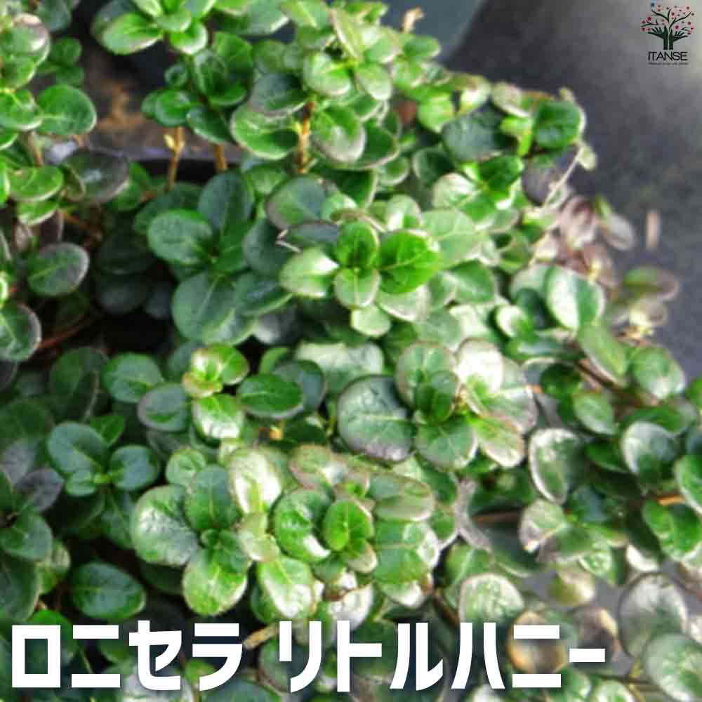 ロニセラ  リトルハニー 【庭木 3号ポット】