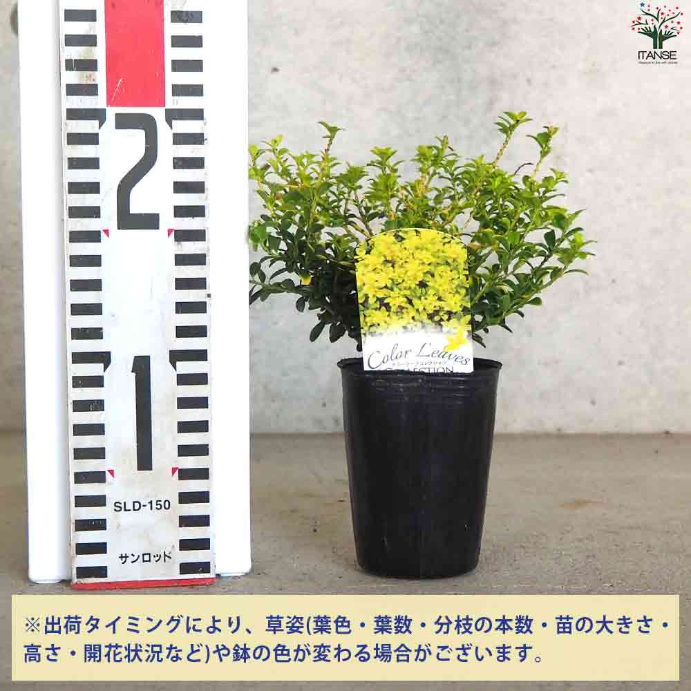 金芽ツゲ ゴールデンシャワー 【庭木 2.5号ポット】｜ 【植物の