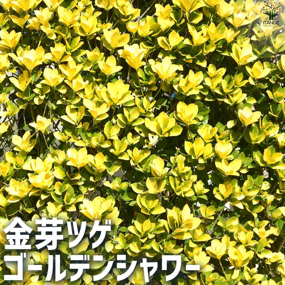 ゴールデン シャワー　苗　観葉植物　黄色花　園芸・花卉　グリーン ゴールデンシャワーツリー シャワーツリー の特徴と育て方 | 苗木部の