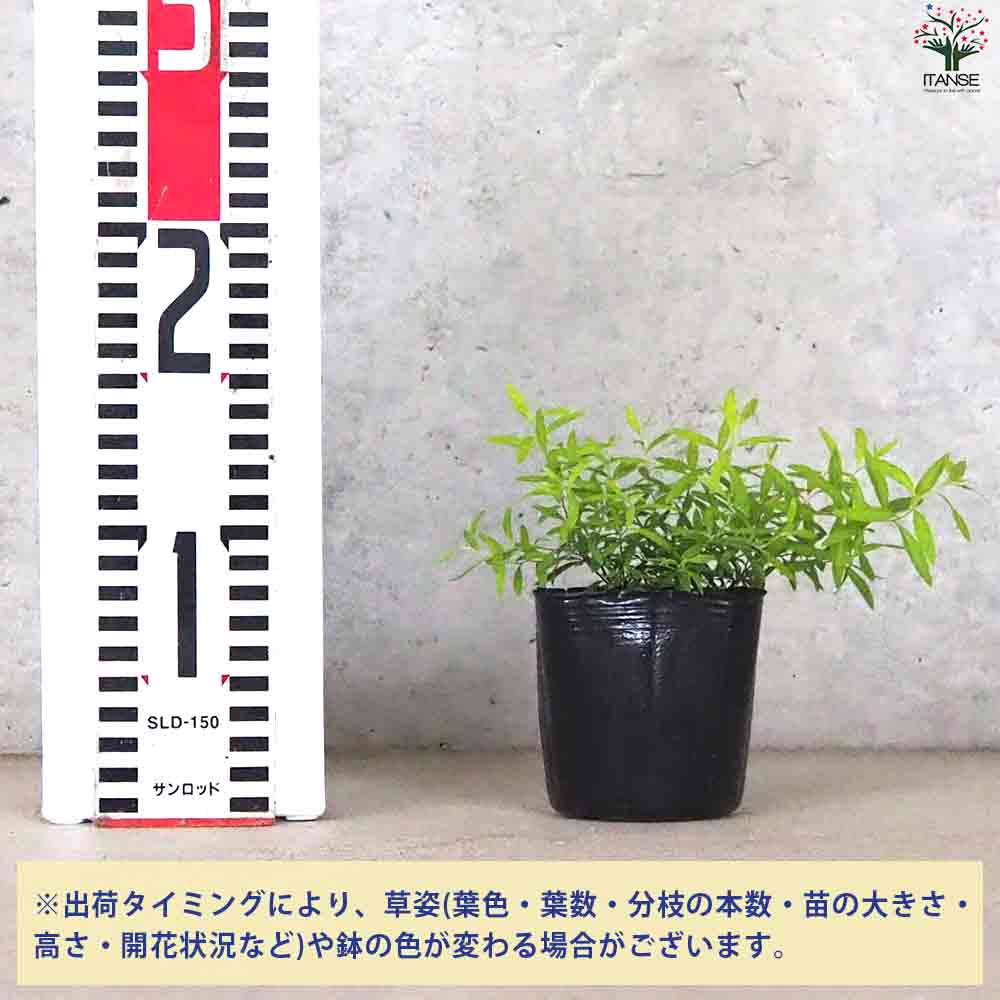 ユキヤナギ 黄金葉 【庭木 3号ポット】｜ 【植物のITANSE】全品
