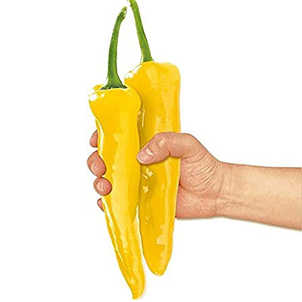 フルーティーピーマン スイートパレルモ(黄色実)の苗2個～【9cmポット自根苗】