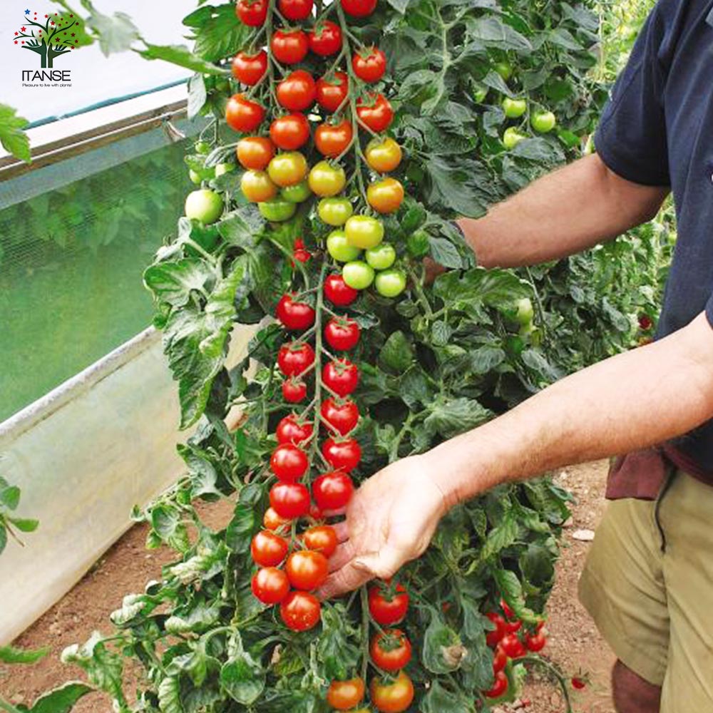実割れしにくいすずなりトマトの苗(赤ミニトマト)2個～【9cmポット自