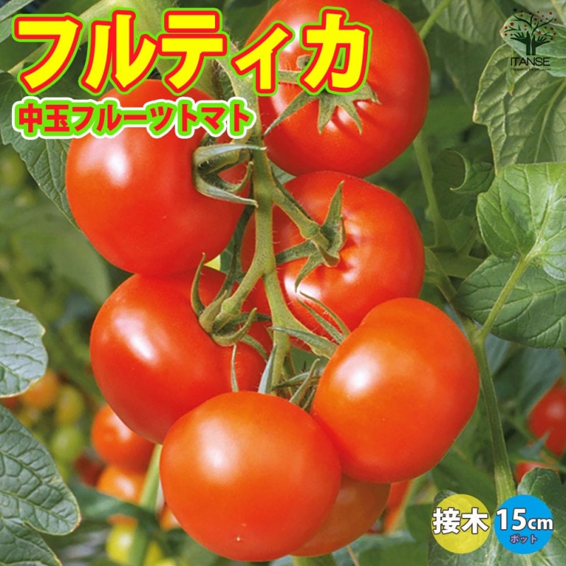 みかんの苗 紀州種無し小みかん(品種：無核紀州)【果樹の苗木 15cm