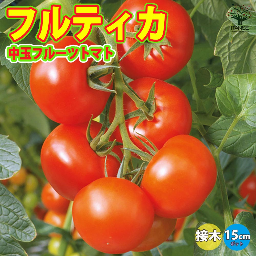フルティカ・フルーツトマト 接ぎ木苗(中玉トマト)2個～【野菜 接木苗9cmポット】