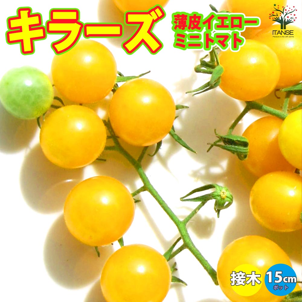 うす皮イエローミニトマト・キラーズ 接ぎ木苗2個～【野菜 接木苗9cmポット】