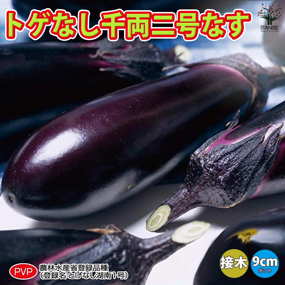 とげなし千両二号なす 接ぎ木苗2個～【野菜 接木苗9cmポット】
