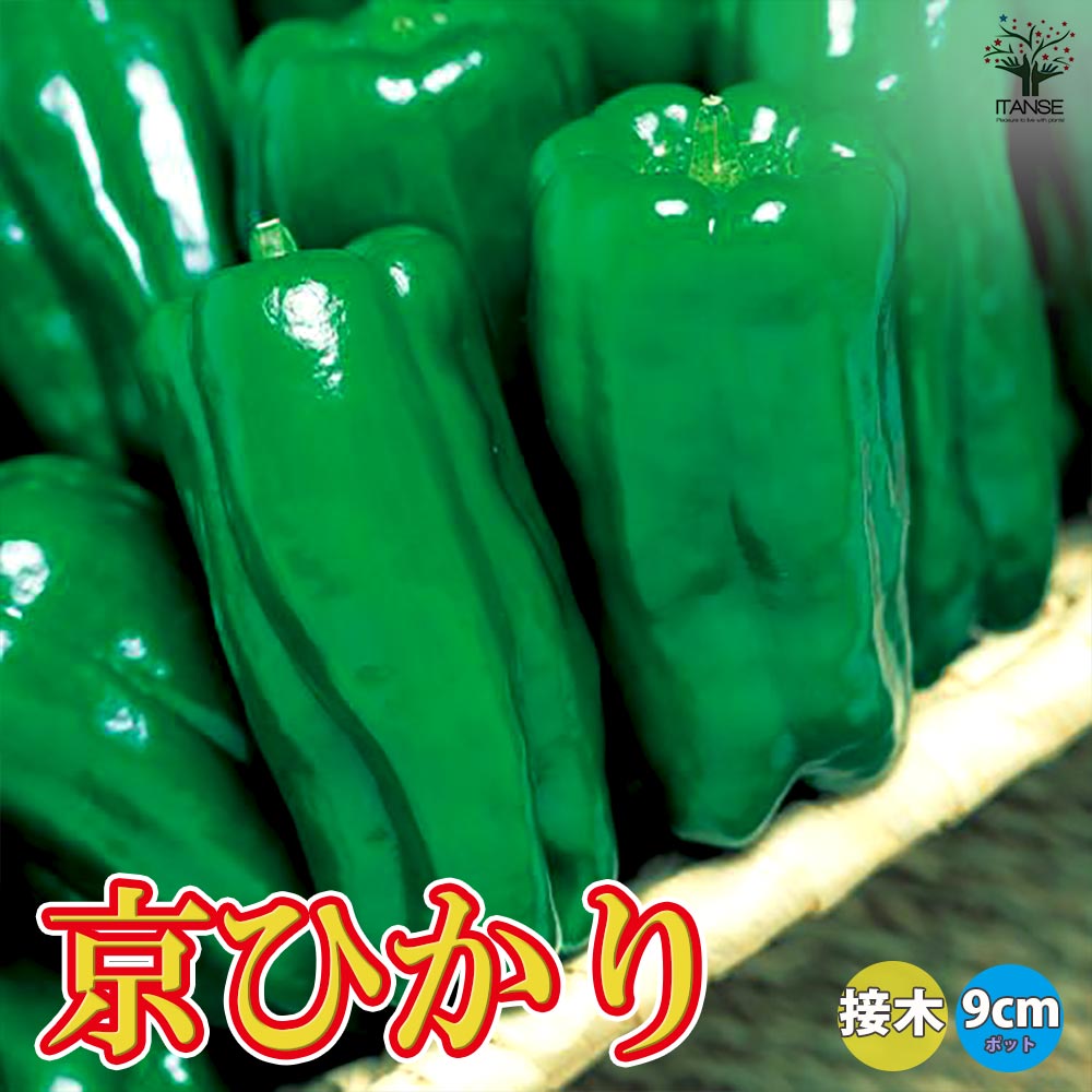 京ひかりピーマン(中型種) 接木苗2個～【野菜 接木苗9cmポット】