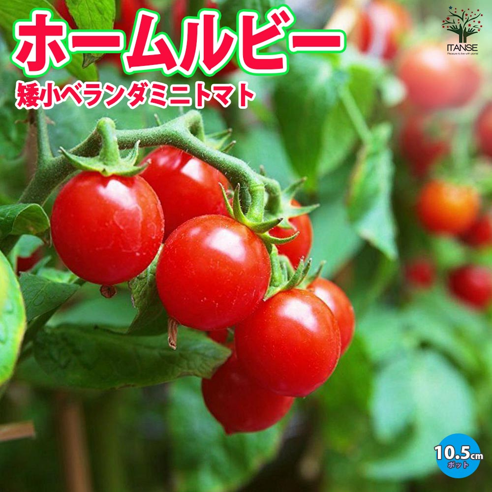矮性ベランダミニトマト(ホームルビー)2個～【野菜 自根苗10.5cmポット】