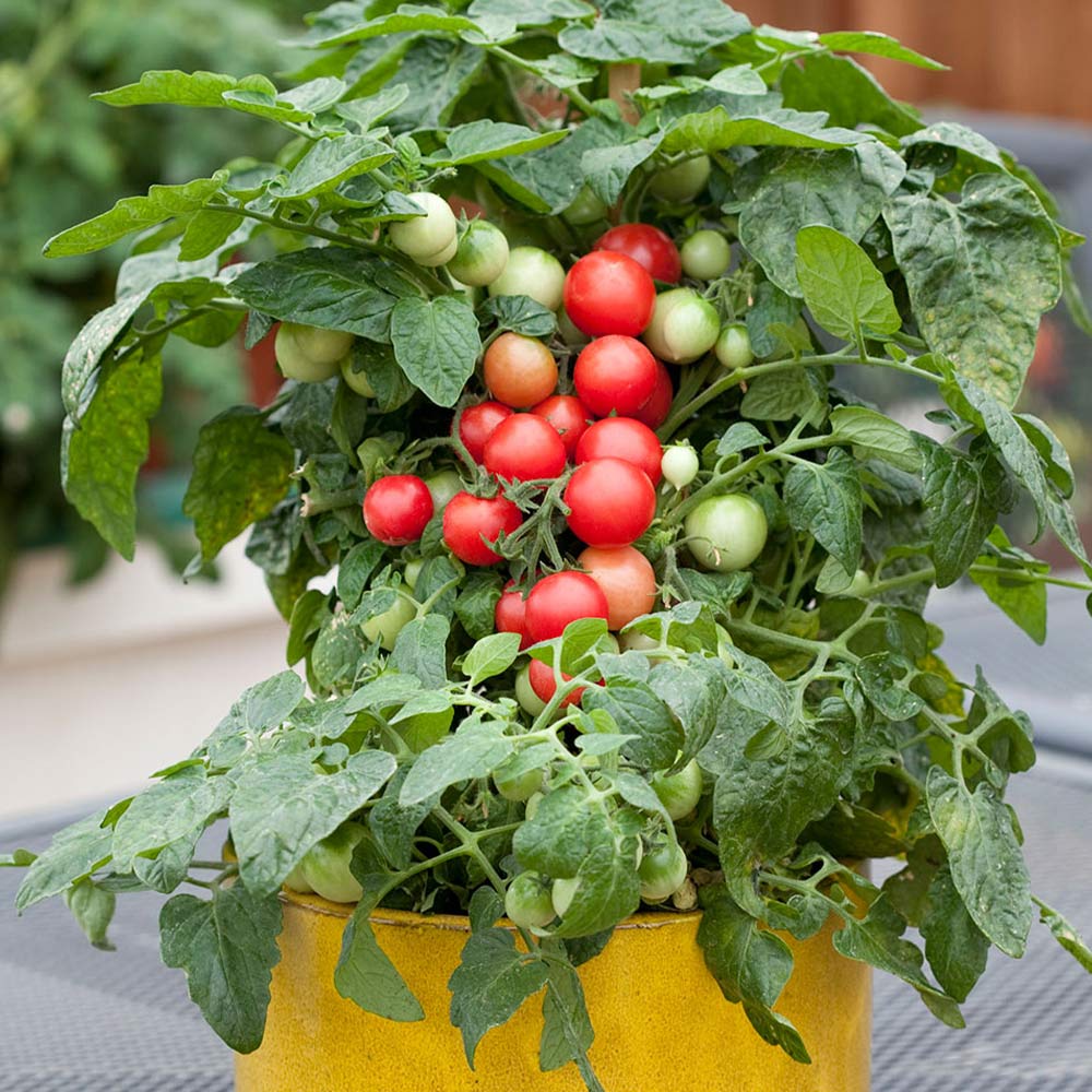 矮性ベランダミニトマト(ホームルビー)2個～【野菜 自根苗10.5cmポット