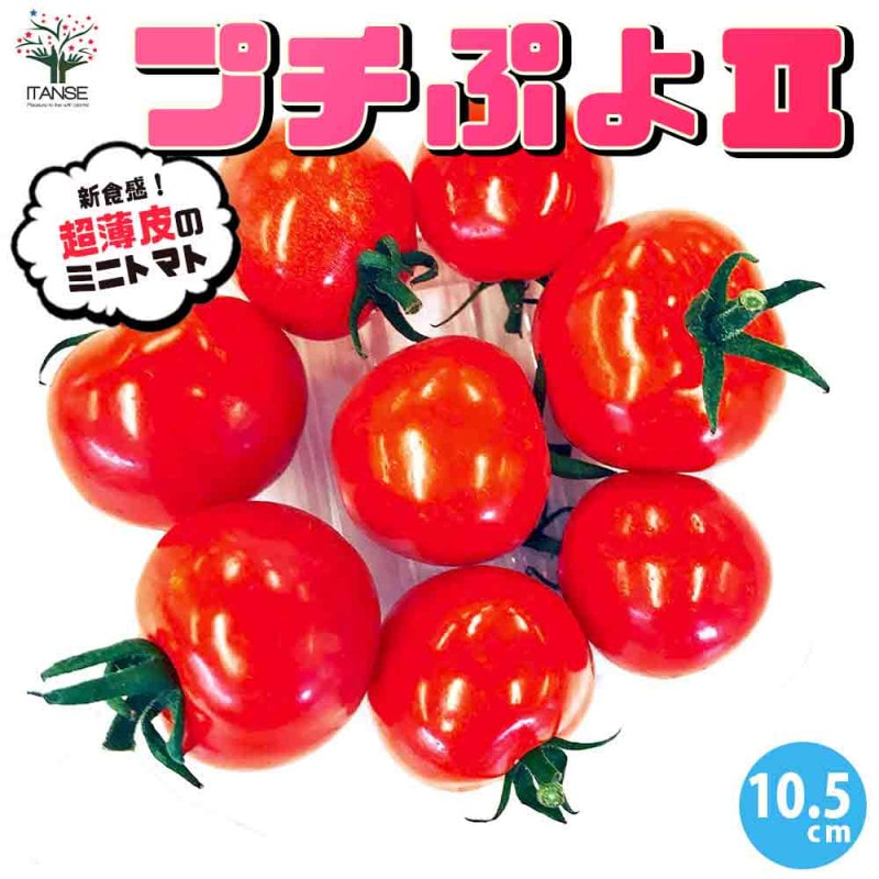 【レティジア５苗＆セダム】初心者様オススメ♡　木曜日発送 楽天市場】多肉 レティジアの通販