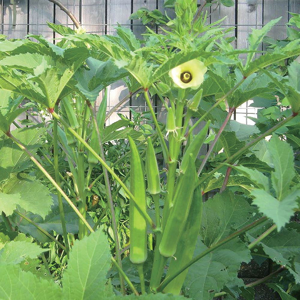 オクラ苗 ジャンボオクラ(島オクラ)4個～【野菜苗 9cmポット実生苗