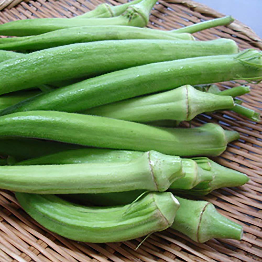 オクラ苗 ジャンボオクラ(島オクラ)4個～【野菜苗 9cmポット実生苗