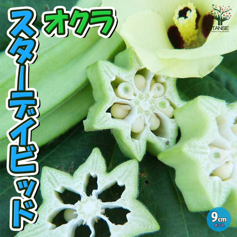 オクラ｜【植物のITANSE】全品送料無料・即出荷!