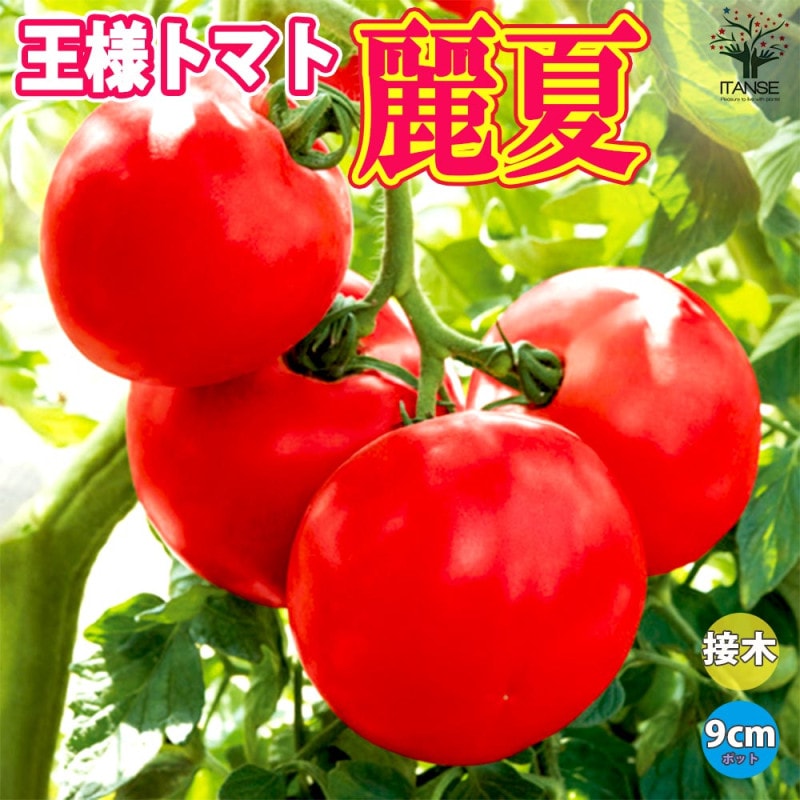 桃太郎ファイト 接ぎ木苗(大玉トマト)2個～【野菜 接木苗9cmポット