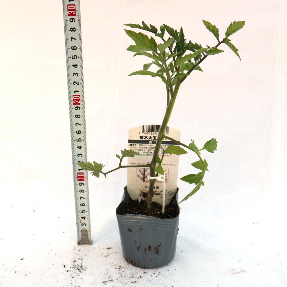 【mmAm·͜· ꕤ︎︎】紫陽花　八重•絞り　prot.B　1,244円/苗 mmAm·͜· ꕤ︎︎】紫陽花 八重•絞り prot.B 1,244円/苗 mmAm·͜· ꕤ︎︎