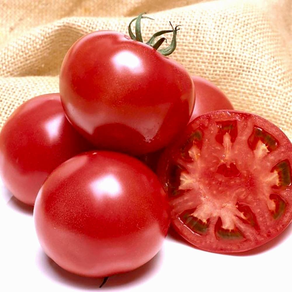 桃太郎ファイト 接ぎ木苗(大玉トマト)2個～【野菜 接木苗9cmポット】