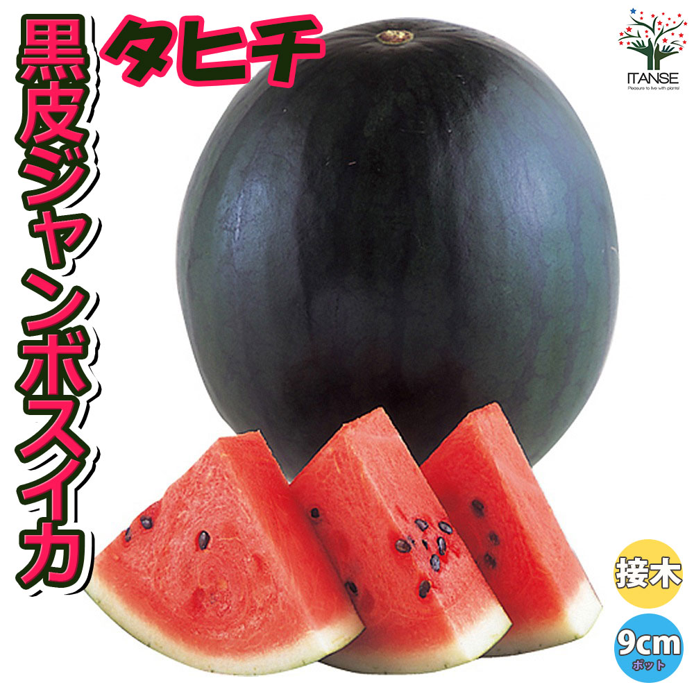 黒皮ジャンボスイカ タヒチ 接ぎ木苗2個～【野菜 接木苗9cmポット】