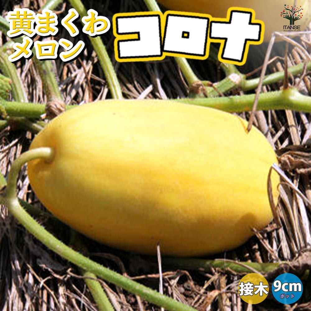 黄まくわメロン(品種:コロナ)接ぎ木苗2個～【野菜 接木苗9cmポット】