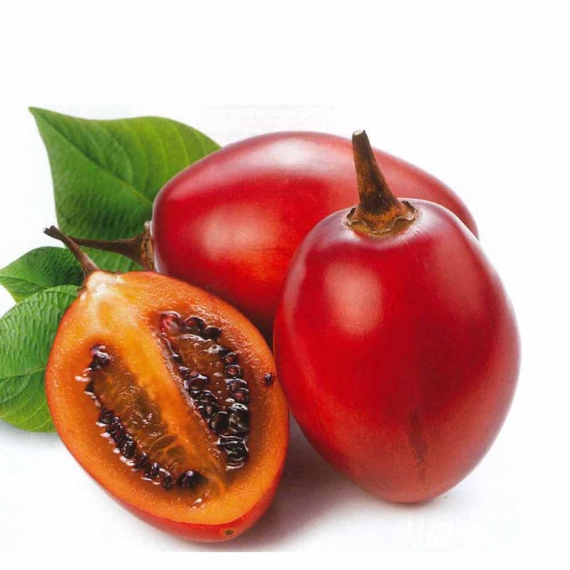 トマトの木(タマリロ)の苗 【果樹の苗 12cmポット 果樹自根苗】